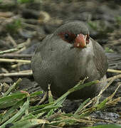 Common Waxbill