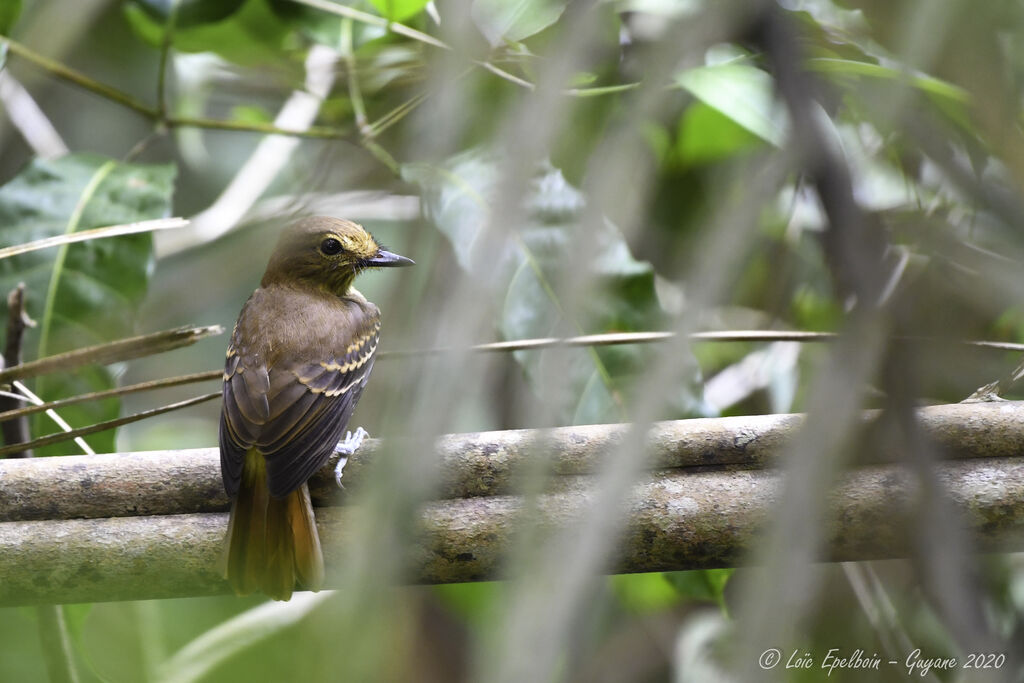 Bright-rumped Attila