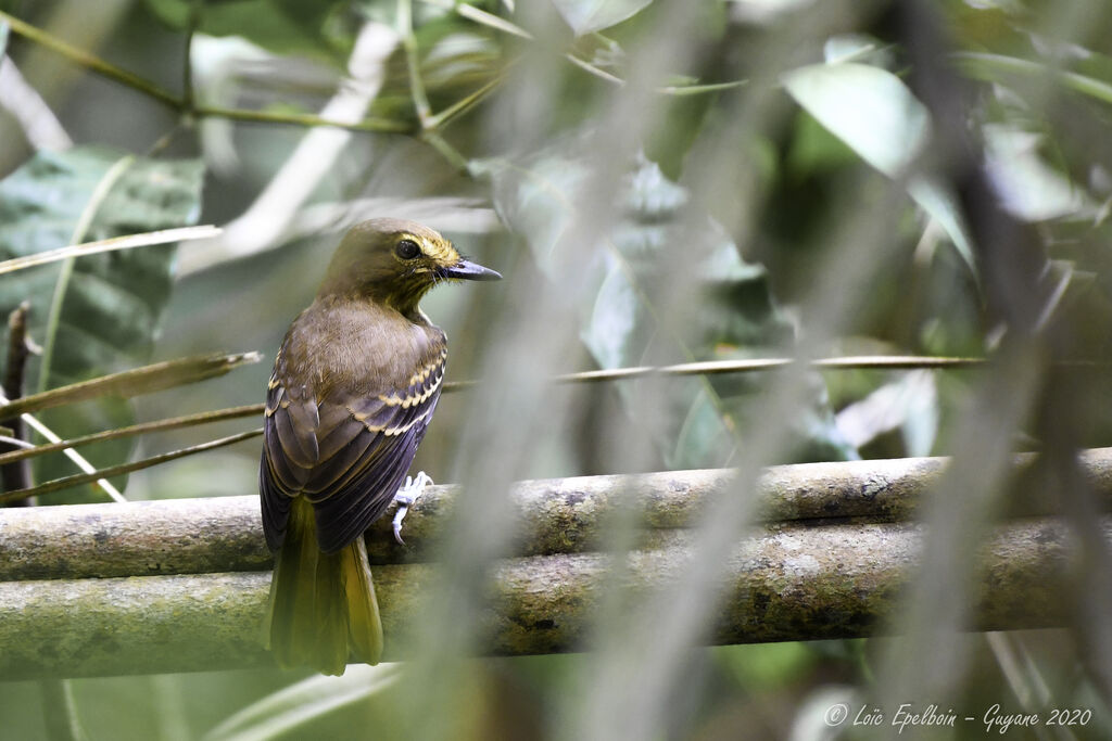 Bright-rumped Attila