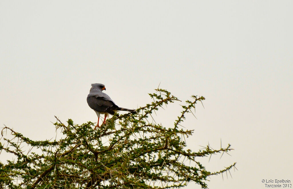 Gabar Goshawk