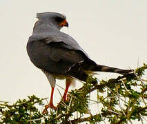 Gabar Goshawk