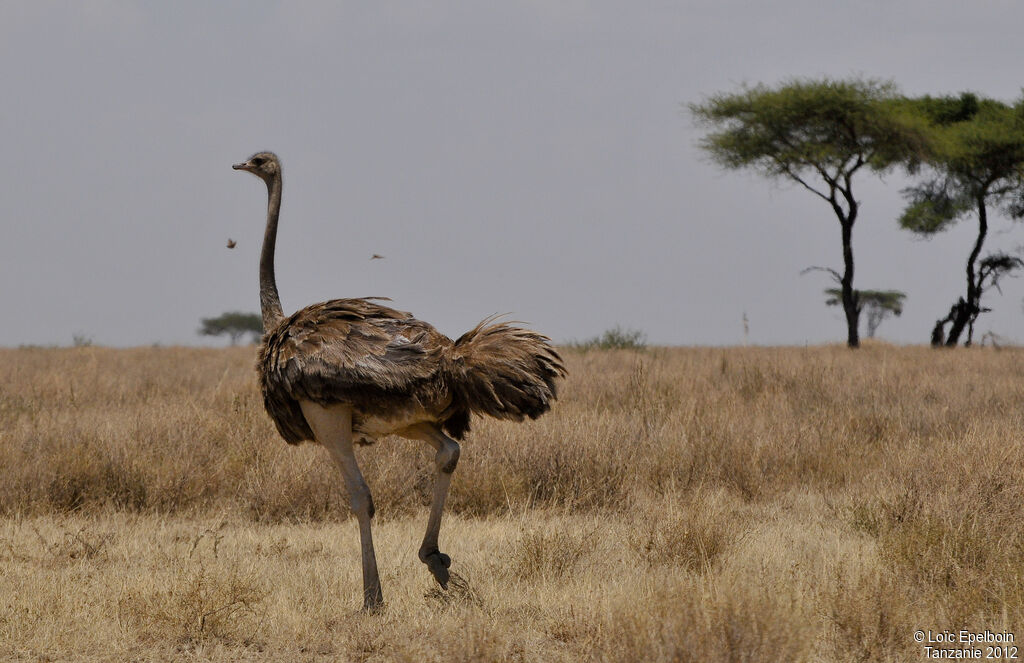 Autruche d'Afrique