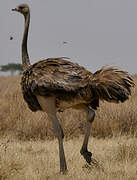 Common Ostrich