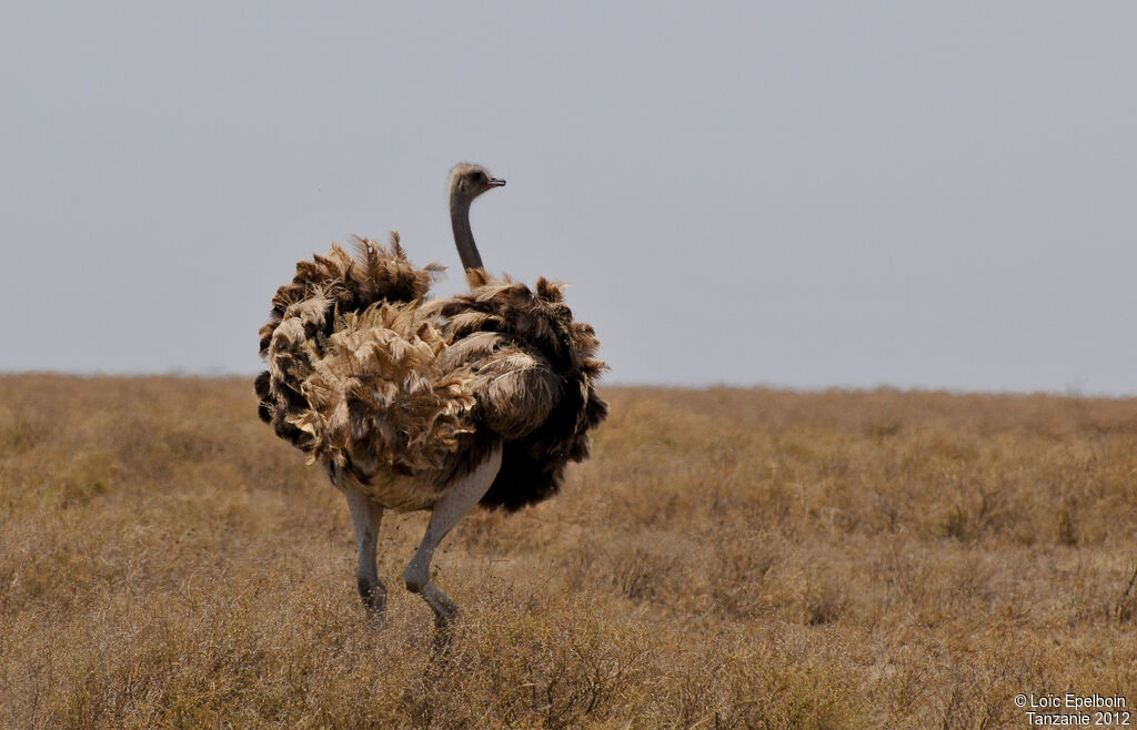 Common Ostrich