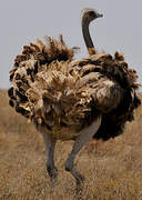 Common Ostrich