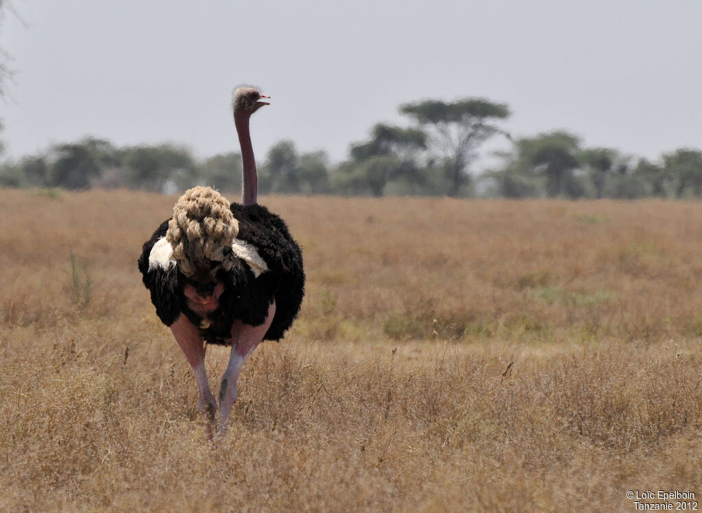 Autruche d'Afrique, habitat