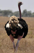 Common Ostrich