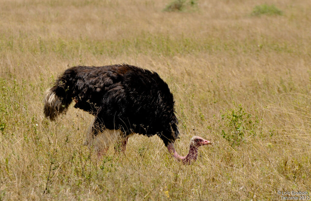 Common Ostrich