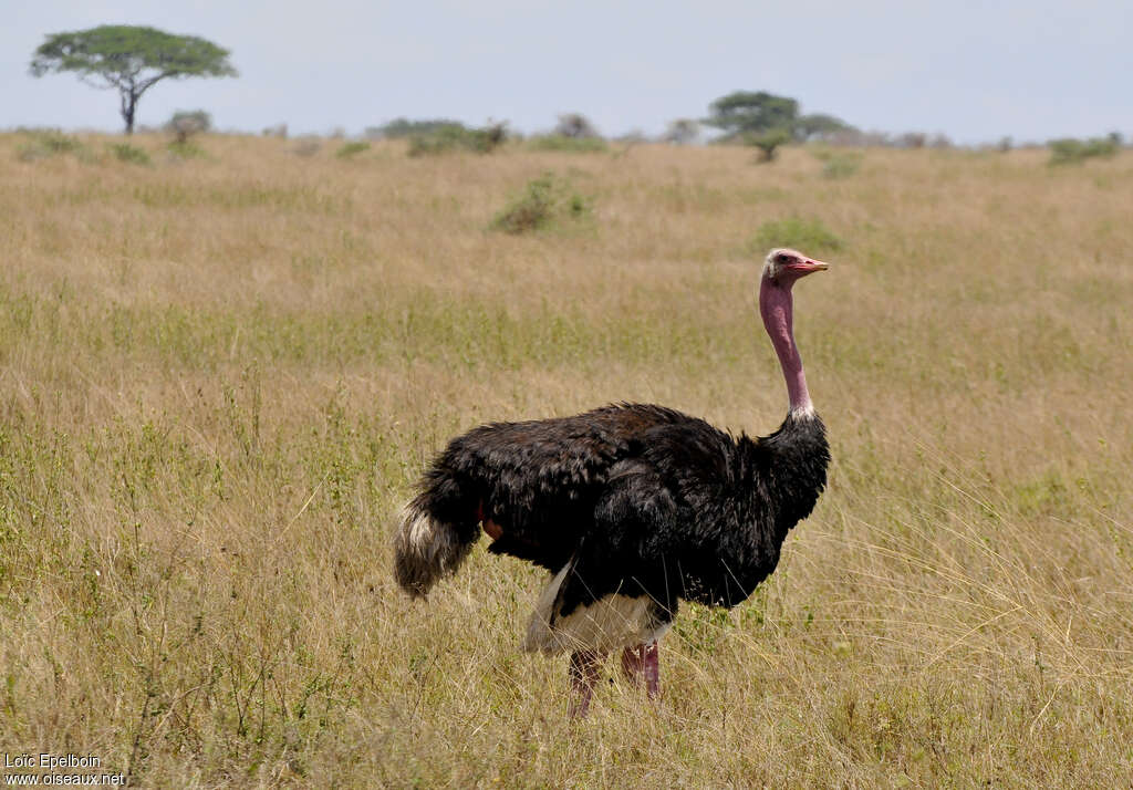 Autruche d'Afrique mâle adulte nuptial, habitat