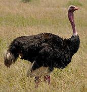 Common Ostrich