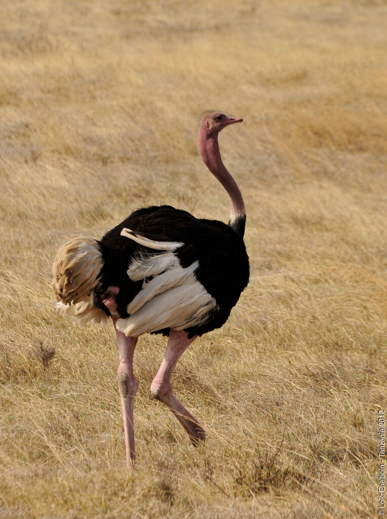 Common Ostrich