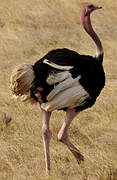 Common Ostrich