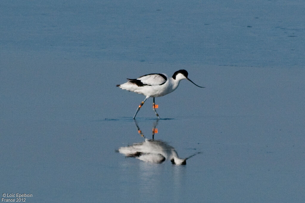 Pied Avocet