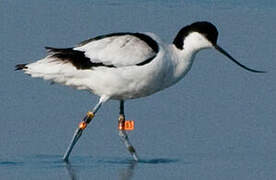 Avocette élégante