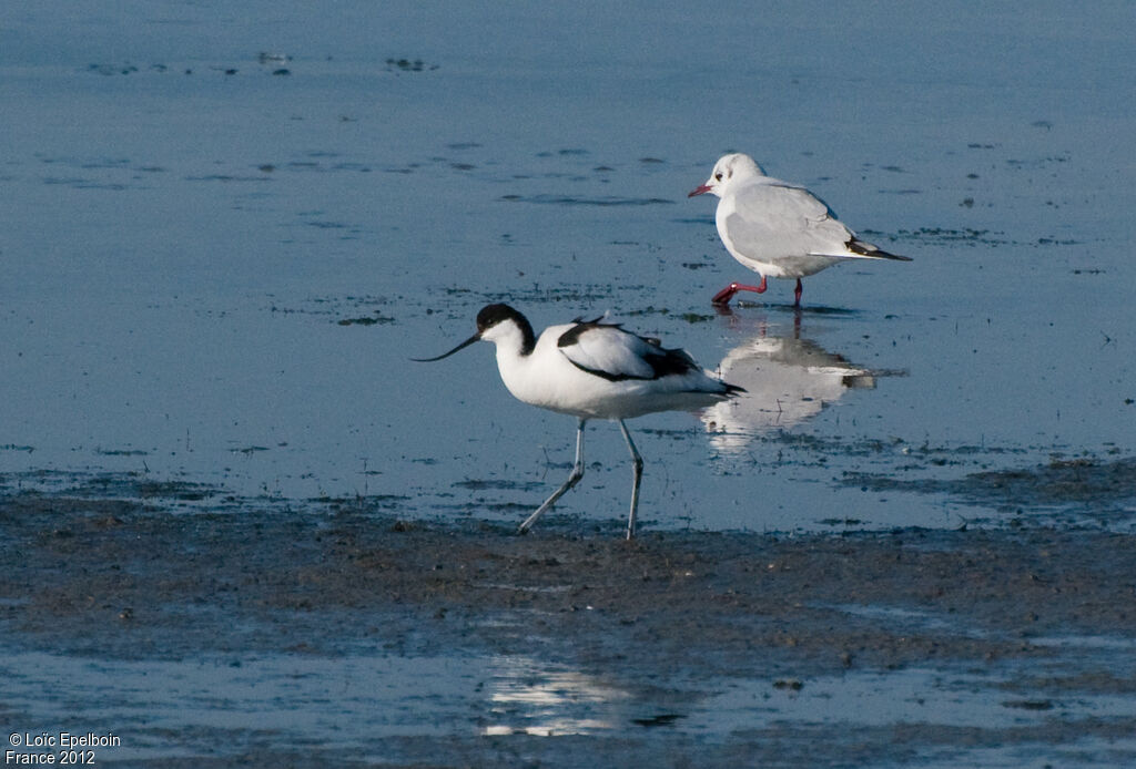 Avocette élégante