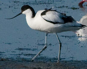 Avocette élégante