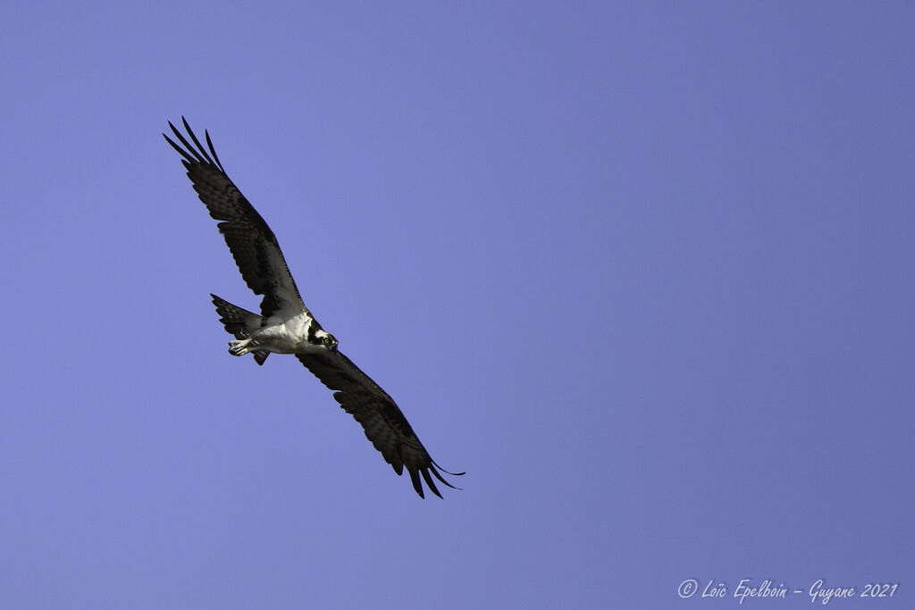 Western Osprey