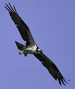 Western Osprey