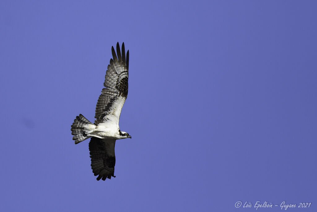 Western Osprey