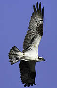 Western Osprey