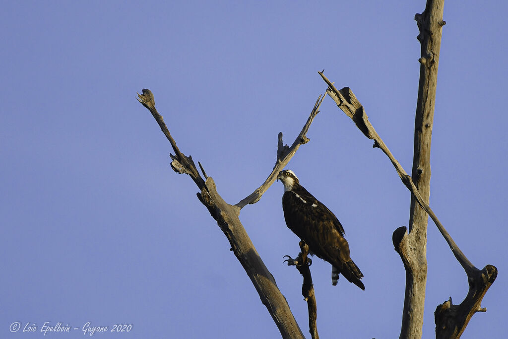 Western Osprey