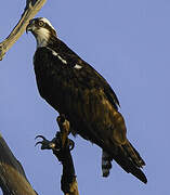 Western Osprey