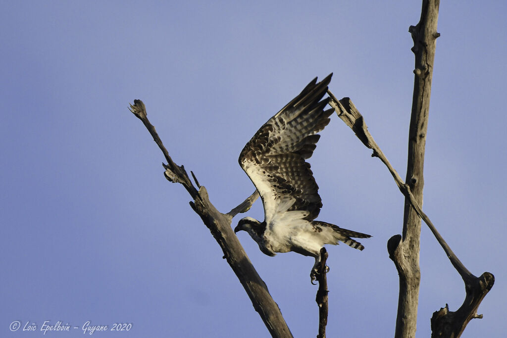 Western Osprey