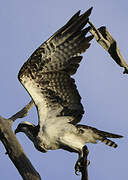 Western Osprey