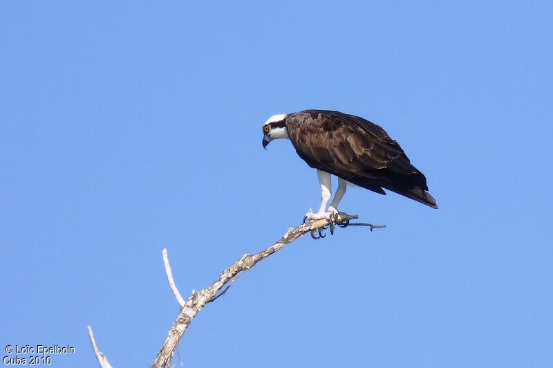 Western Osprey