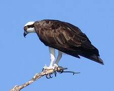 Western Osprey