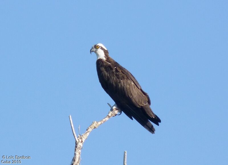 Osprey