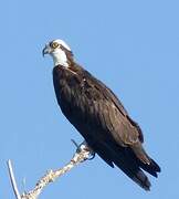 Western Osprey