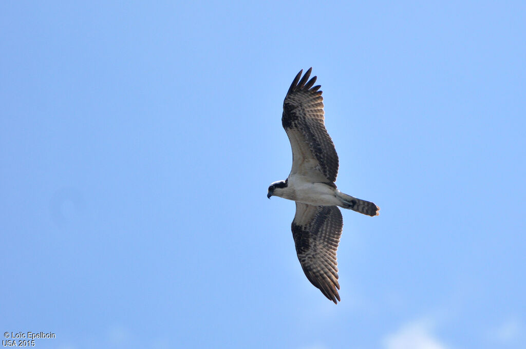 Western Osprey