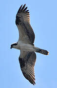 Western Osprey