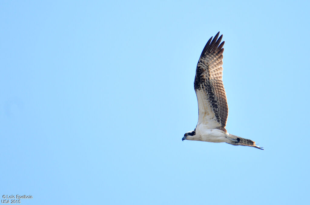 Western Osprey