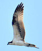 Western Osprey