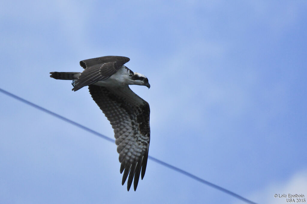 Western Osprey