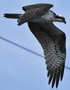 Western Osprey