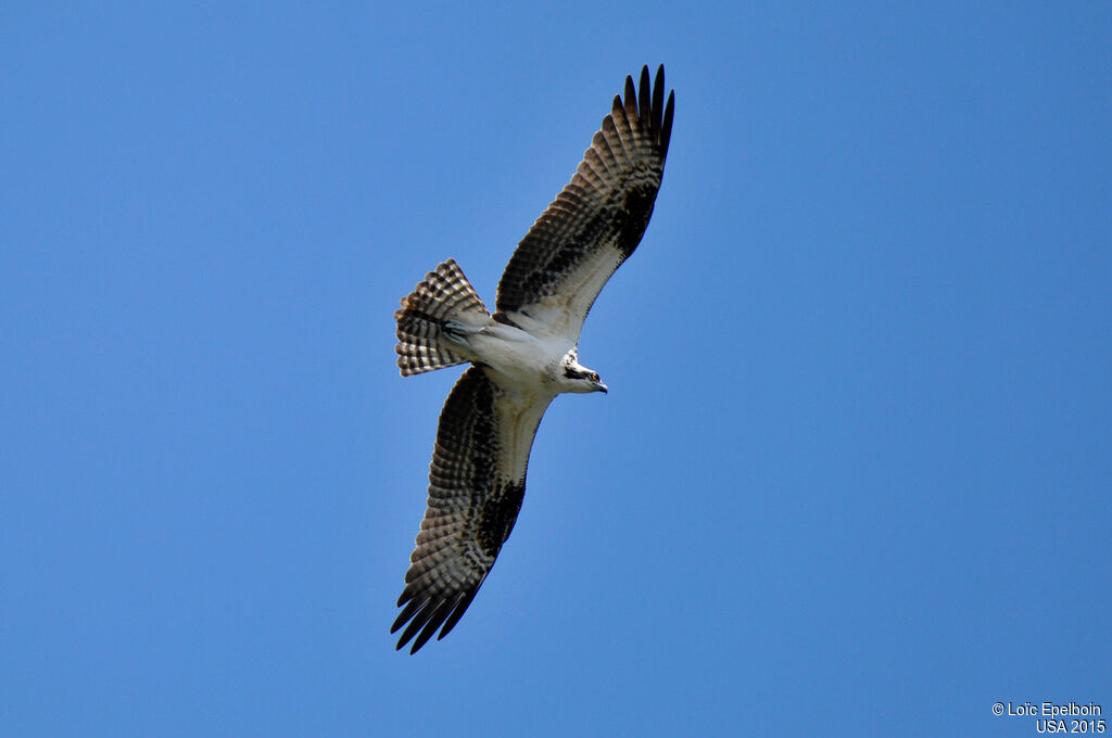 Western Osprey