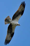 Western Osprey