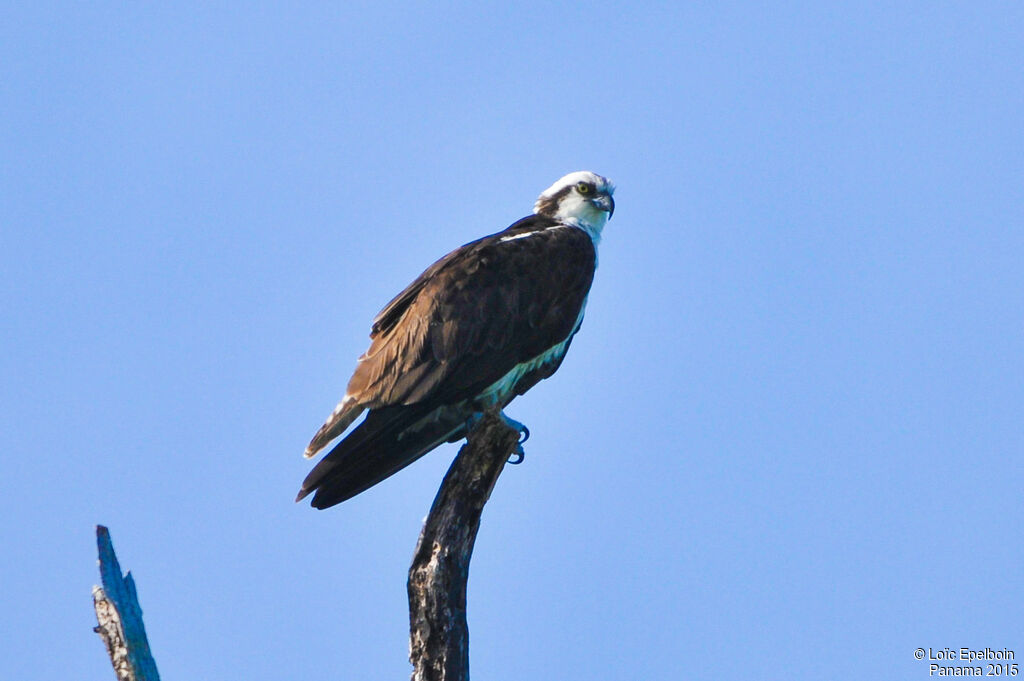 Western Osprey