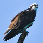 Western Osprey