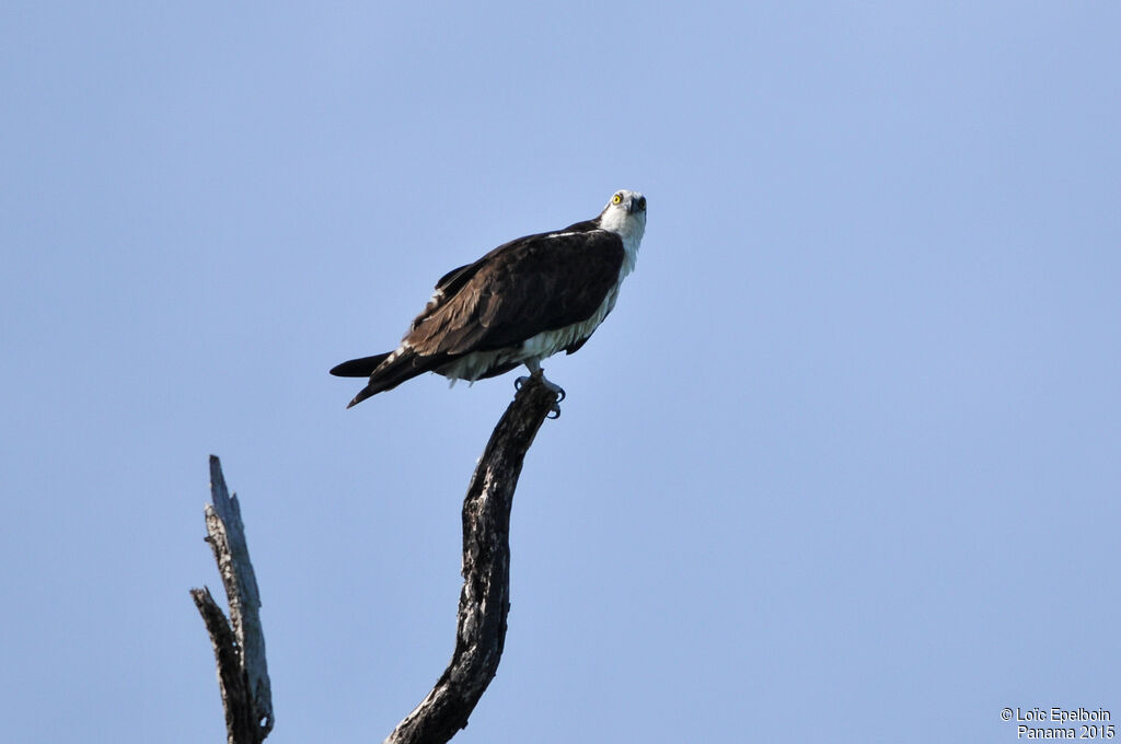 Western Osprey