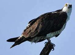 Western Osprey