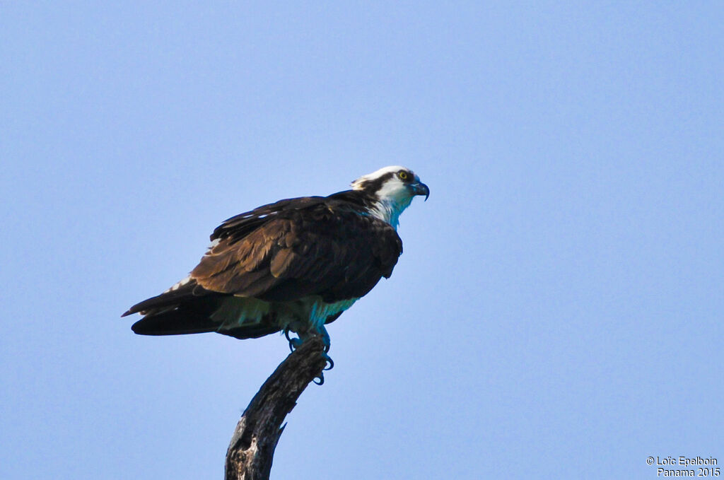 Balbuzard pêcheur