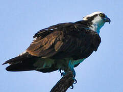 Western Osprey