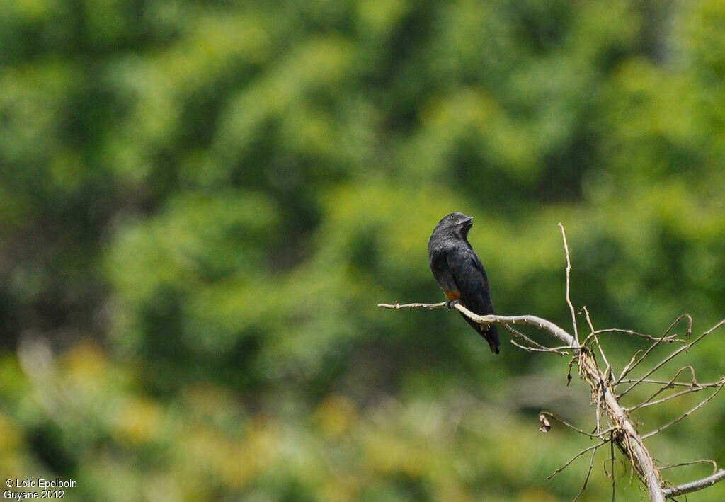 Swallow-winged Puffbird