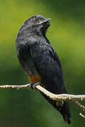 Swallow-winged Puffbird