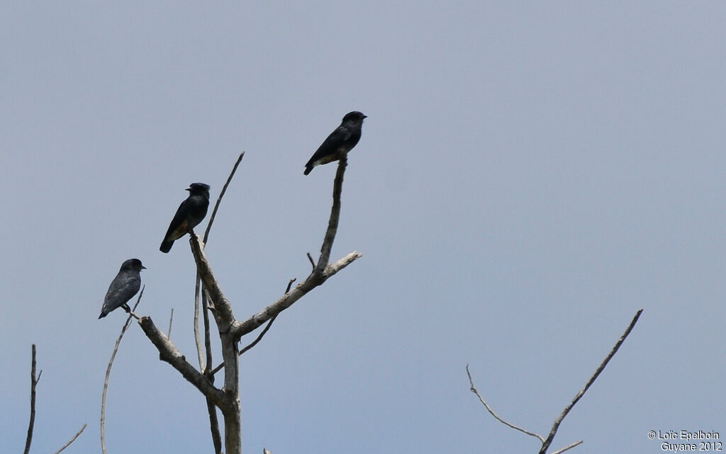 Swallow-winged Puffbird