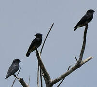 Swallow-winged Puffbird